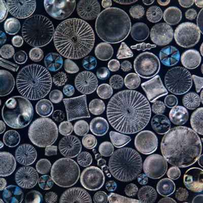 ELEMENTS OF WONDER: WHEN NATURE BECOMES ART To Open At South Street Seaport Museum