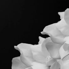 MusicalFare Presents LADY DAY AT EMERSON'S BAR AND GRILL In Cabaret Musicals Series