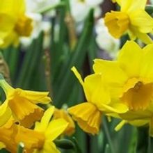 The Revels Presents SPRING SING: A Family Celebration Of The Vernal Equinox