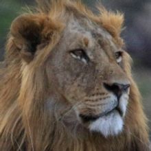 Natural History Series CHASING THE RAINS Premieres on BBC America and AMC+ on Earth D