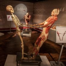 REAL BODIES: THE EXHIBITION to Open at Horseshoe Las Vegas