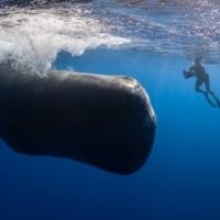 Review: PATRICK AND THE WHALE at Sedona International Film Festival Photo