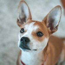 BWW Feature: Cabaret Critters