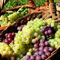 The Wines of ALSACE-A Tasting Experience