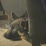 9 TO 5 Rehearsals at Gateway Playhouse to Feature Seeing Eye Puppies in Training