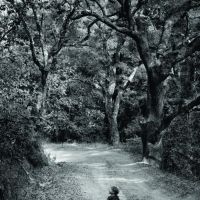 THE MEMORY OF THE TREES to Play at Theatre National