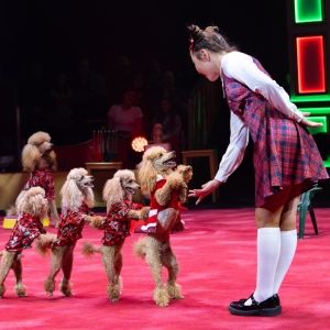 Nik Wallenda and Circus Arts Conservatory Extend Run of A BRAVE NEW WONDERLAND