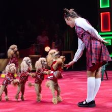 Nik Wallenda and Circus Arts Conservatory Extend Run of A BRAVE NEW WONDERLAND