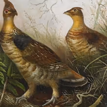 Morven Museum & Garden Presents IN NATURE'S REALM Virtual Opening Reception & Curator