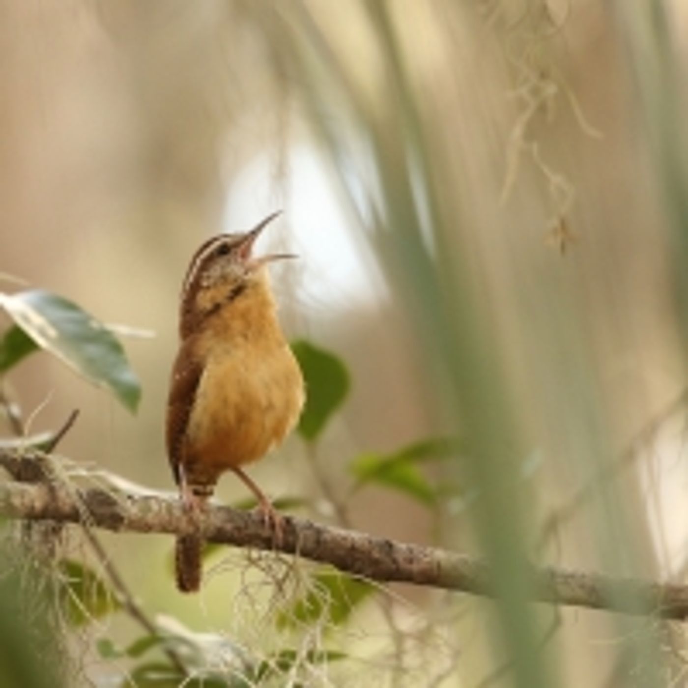 Student Blog: Reclaiming My Voice: My Experience with Vocal Therapy