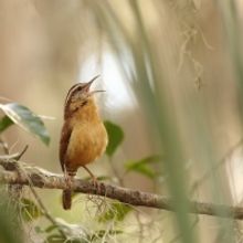 Student Blog: Reclaiming My Voice: My Experience with Vocal Therapy