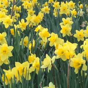 EASTER DINING-Get Your Reservations for Sunday's Wonderful Meal