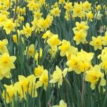 EASTER DINING-Get Your Reservations for Sunday's Wonderful Meal