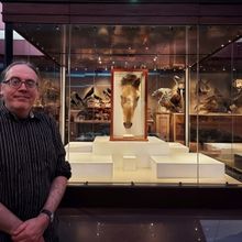 World's Oldest Horse Returns Home To Warrington As Part Of Arts Festival Relaunch And