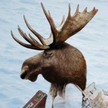 MOOSE ON THE LOOSE Opens April 14 At Theatre West