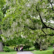 Brooklyn Botanic Garden Presents POWER OF TREES