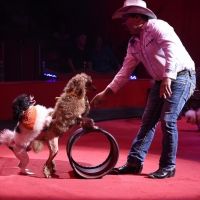 Circus Sarasota 2022 To Showcase Amazing Talent, February 11-March 6