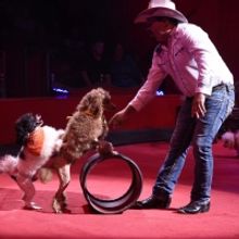 Circus Sarasota 2022 To Showcase Amazing Talent, February 11-March 6