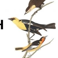 BWW Review: BIRDS OF NORTH AMERICA at Thrown Stone Theatre Company