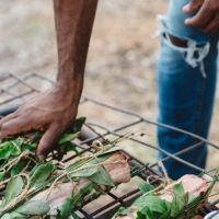 Adelaide Festival Ngarku'adlu - Let's Eat
