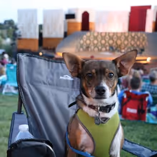 Shakespeare Dallas Extends Bark in the Park for THE MERRY WIVES OF WINDSOR and ALICE 