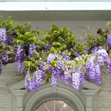 Horticulturist Louise Senior Hosts 'Signs Of Spring' Walk