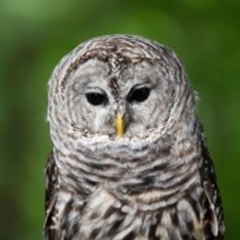 Have BRUNCH WITH THE BIRDS and Party Like An Animal