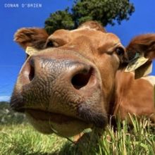 The Grinns Release New Single 'Conan O'Brien' From Forthcoming EP 'Let's Go Out'