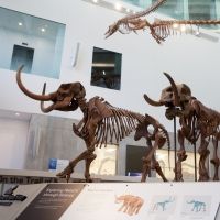U-M Museum of Natural History Opens Next Phase with Major Exhibits, Hands-On Labs
