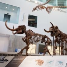 U-M Museum of Natural History Opens Next Phase with Major Exhibits, Hands-On Labs