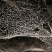 The Shed to Present TOMÁS SARACENO: PARTICULAR MATTER(S)