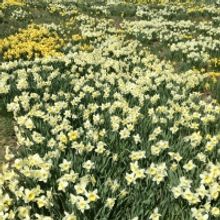 EASTER DINING-Your Go-To Spots to Enjoy the Holiday in Style