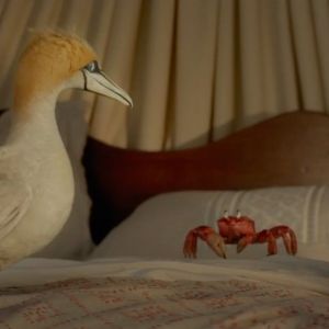 Video: Watch 'The Scuttlebutt' By Daveed Diggs & Awkwafina in THE LITTLE MERMAID