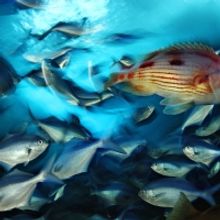 Palm Beach Photographic Centre to Host FOTOFUSION 2022