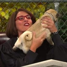 VIDEO: Watch Cecily Strong Preside Over a Dog Court on SNL