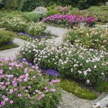 Renowned Rosarian Michael Marriott to Teach Rose Workshop