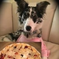 LIKAH! A Puppy Musical Releases Music Video And Home Activity Guide