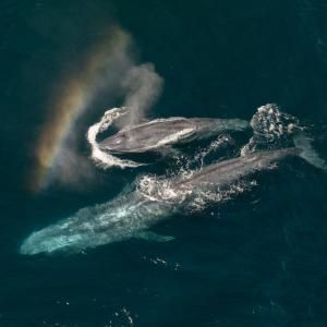 Photos: EXPEDITION: SAVING OUR SEAS to Premiere on National Geographic