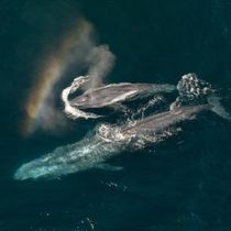 Photos: EXPEDITION: SAVING OUR SEAS to Premiere on National Geographic