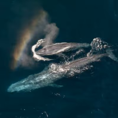 Photos: EXPEDITION: SAVING OUR SEAS to Premiere on National Geographic