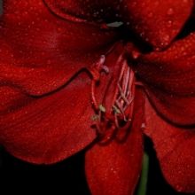 Theatre Rhinoceros Presents A Free Facebook Live Presentation Of John Fisher's MURDER