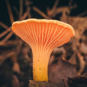 Feature: Celebrate Earth Day with Award-Wining Fantastic Fungi Film and Q&A with…