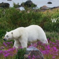 BBC AMERICA Expands Nature Micro-Net 'Wonderstruck' to Two Days
