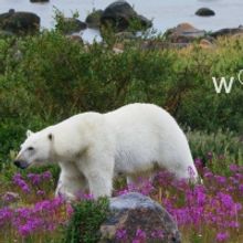 BBC AMERICA Expands Nature Micro-Net 'Wonderstruck' to Two Days