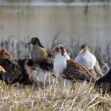 Review: Ruff Knowledge by Camille Auer at Kanneltalo