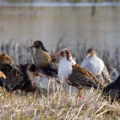 Review: Ruff Knowledge by Camille Auer at Kanneltalo