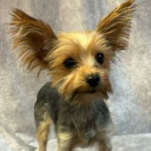 GYPSY Casts Rescue Dogs in the Role of 'Chowsie'