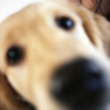 Doss Returns With New Single 'Puppy'