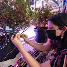 Murals At Mason And Mason Exhibitions Present Sam Nester's ARCADIA Sound And Light In