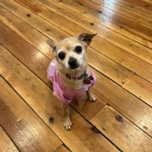 Starlight Casts Local Dogs To Star In LEGALLY BLONDE The Musical